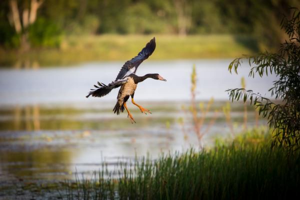 Goose landing, kakadu